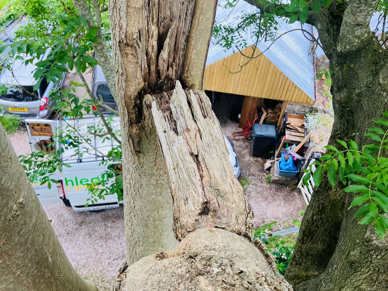 Tree climber removing deadwood